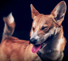 강아지사진/출처:어도비스톡