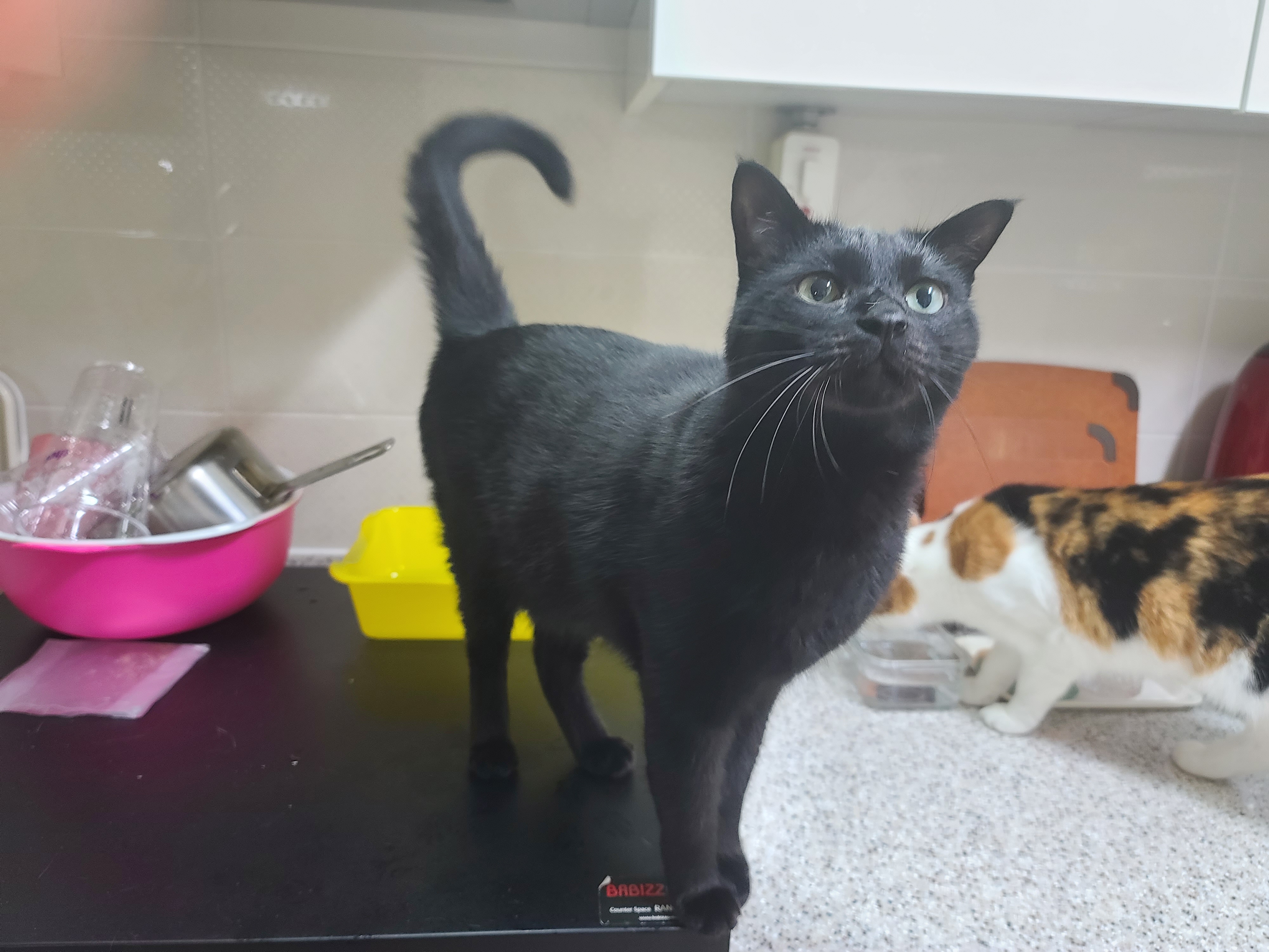 우리집 아홉냥이의 고양이 종류