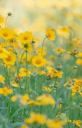 함안 악양생태공원 금계국 개화 시기와 사진 촬영 팁_6