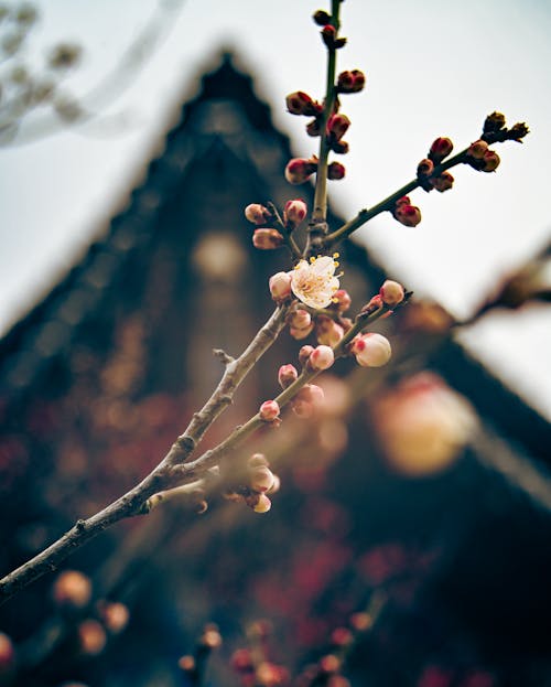 🌸 2025년 봄꽃 축제 일정 한눈에 보기