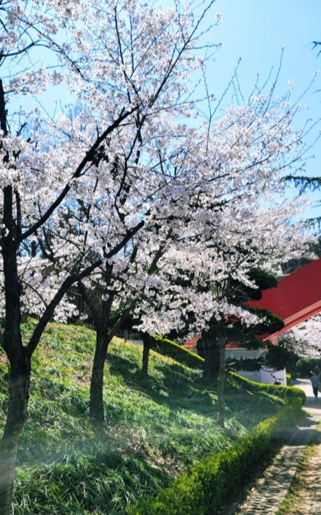 광주 중외공원에서 벚꽃이 만개한 풍경이 평화롭고 아늑한 분위기를 자아내며, 가족과 함께 여유롭게 벚꽃을 즐기기에 완벽한 장소를 보여주는 모습