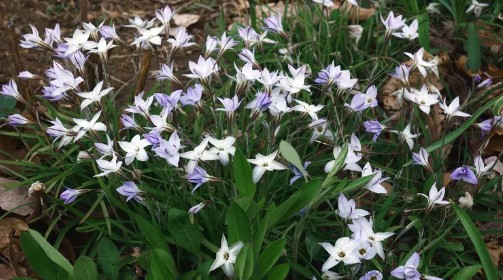 가을에 심고 봄에 피는 아름다운 꽃 - 향기별꽃(아이페이온)