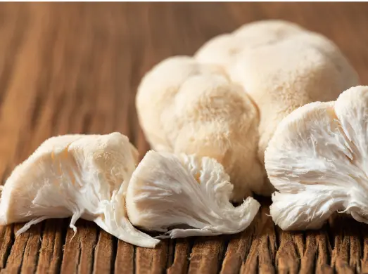 노루궁뎅이버섯 효능 및 영양성분