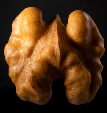 호두 효능과 부작용 하루섭취량 먹는방법 고르는법