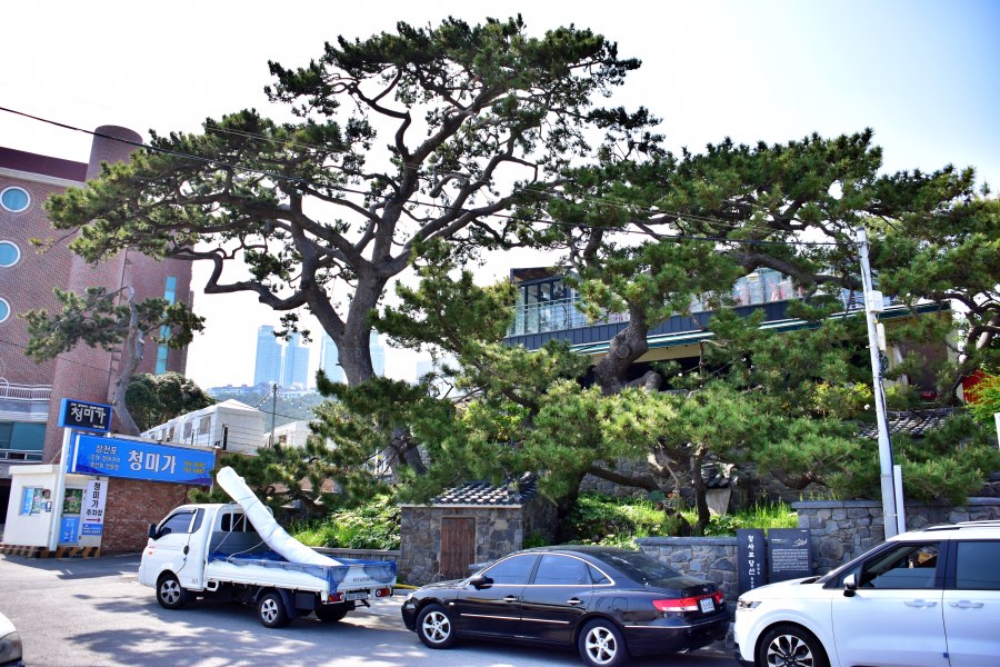 해운대 청사포 망부송