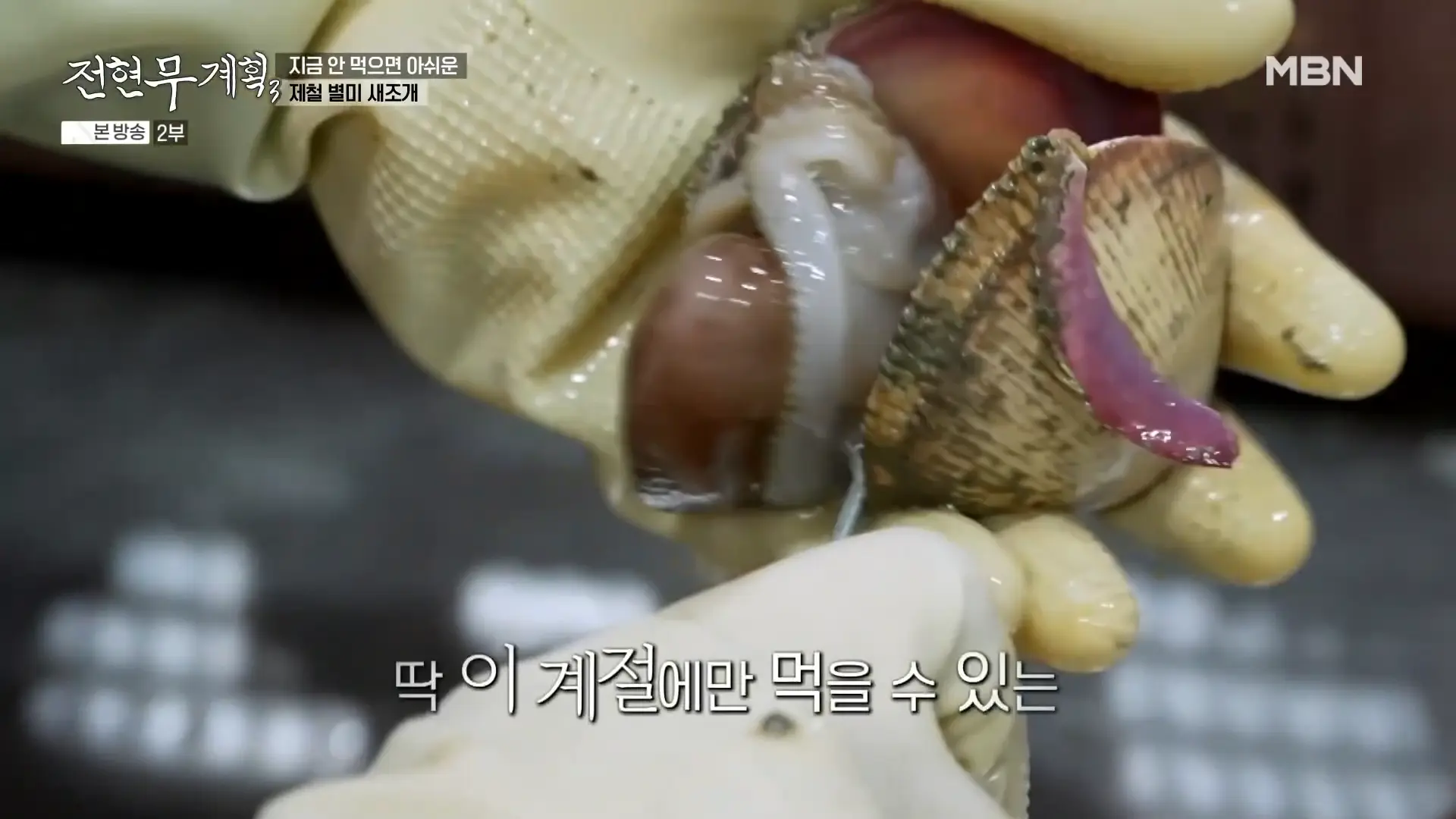 새조개