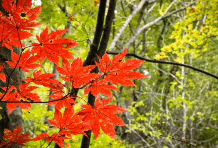 단풍축제 장성군 백양사