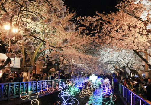 벚꽃 개화 시기