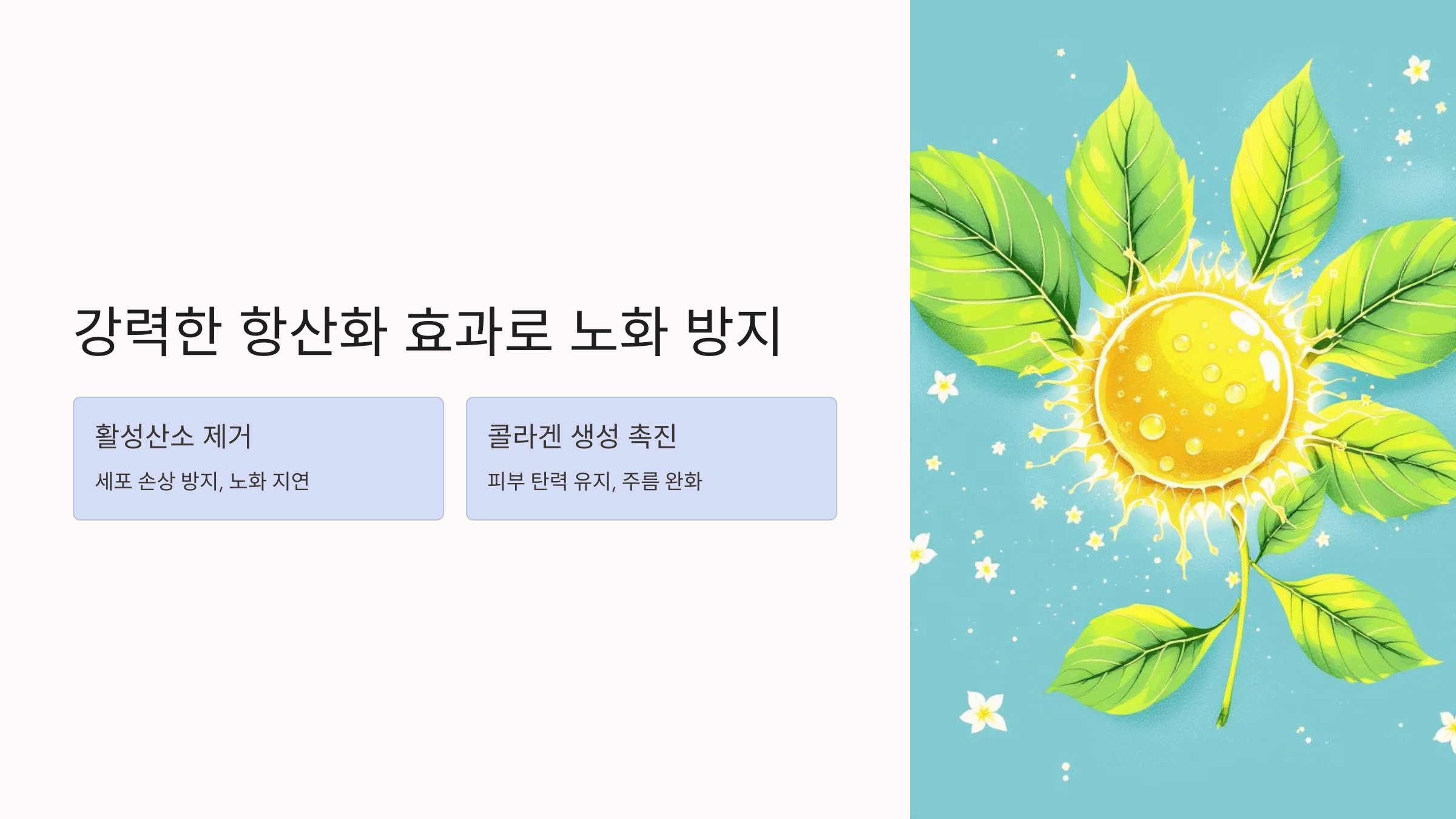 강력한 항산화 효과로 노화 방지