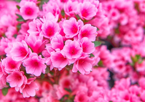 화양연화 뜻 이미지 입니다.