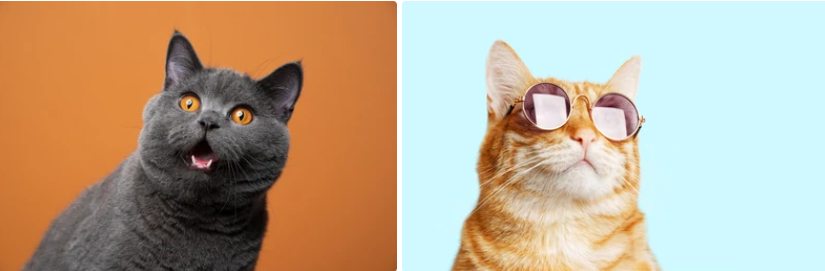 고양이 습식사료 추천