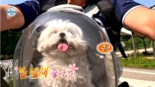 구성환 꽃분이 나이 무지개다리 사망 나혼산 국토대장정