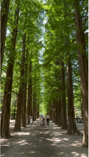 남이섬 여행 코스 배시간 산책루트 가평 카페까지 알찬 당일치기_11