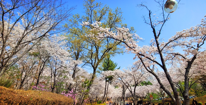 계명대학교 성서캠퍼스