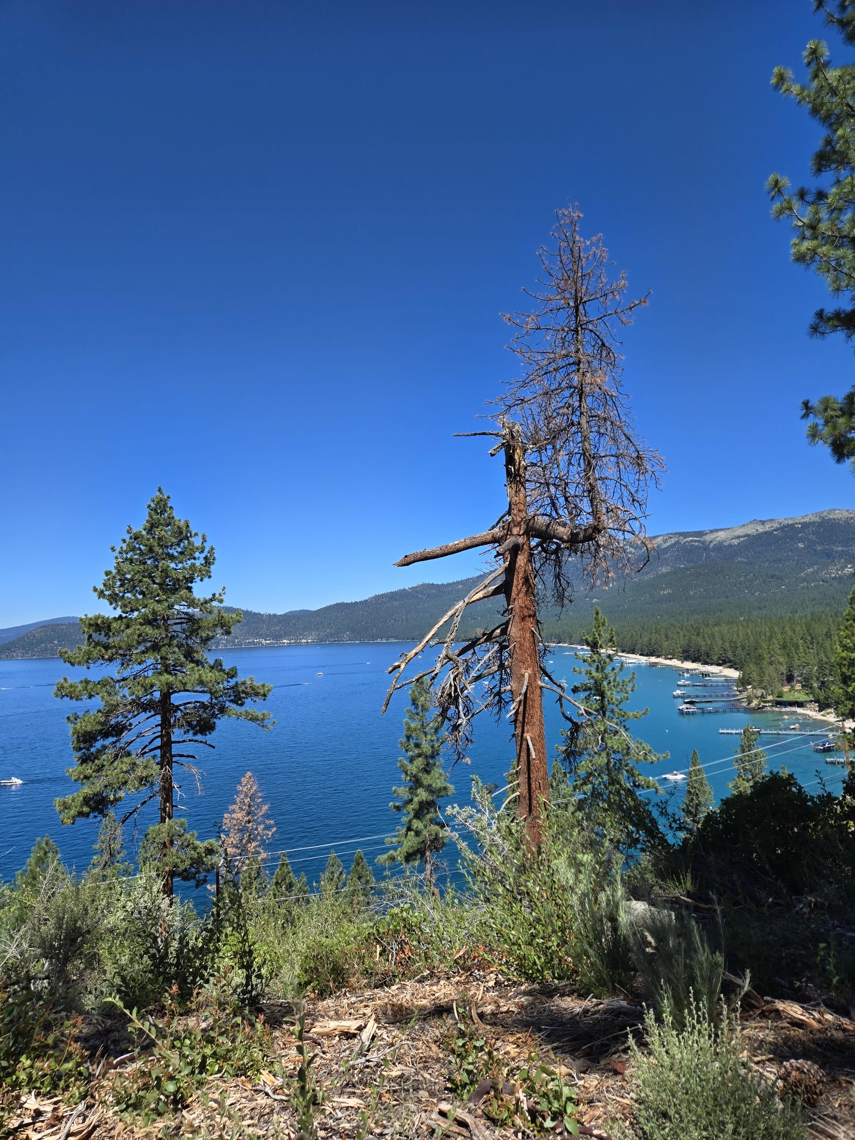 🌲 가족과 함께 떠난 타호레이크 1박 2일 여행기 2&amp;#44; 둘째날 (Family Trip to Lake Tahoe) 관련사진