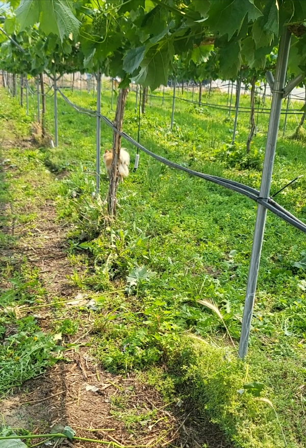 5월에 포도밭 강아지