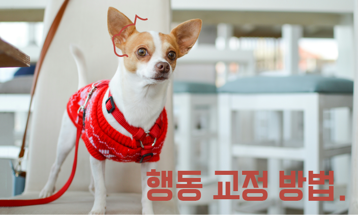 따라다니는-강아지