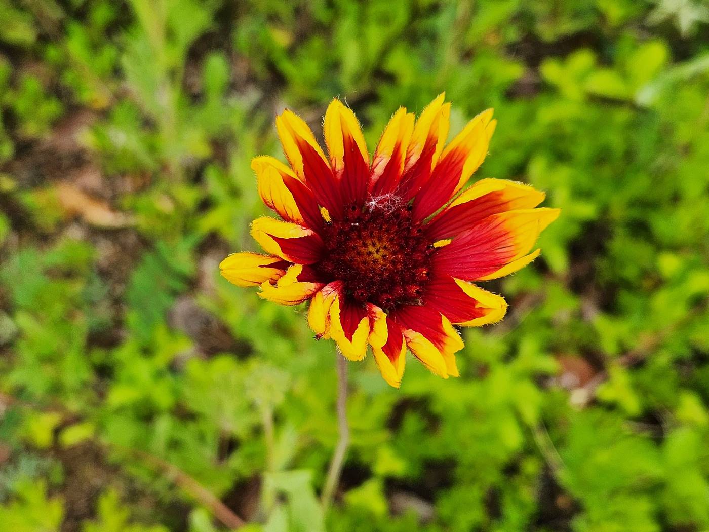 인디언천인국 (인디언국화)