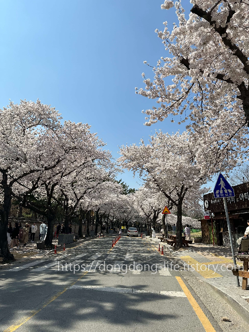 벚나무 사진
