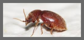 권연벌레 물린자국 퇴치법