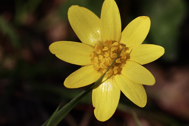 맥시부펜 복용량 총정리