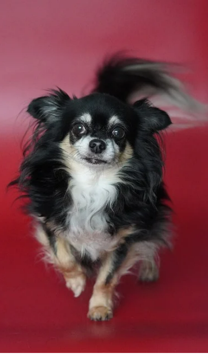 반려견과 대중교통 이용법|지하철·버스 동반탑승 가능할까?