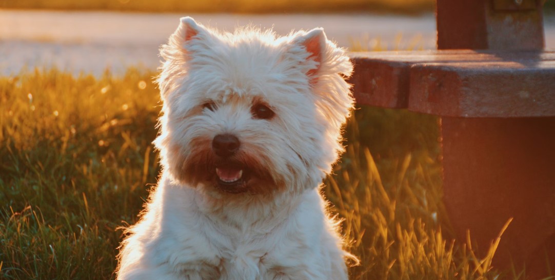 어린 반려견, 노령견 보험 가입 관련 사진