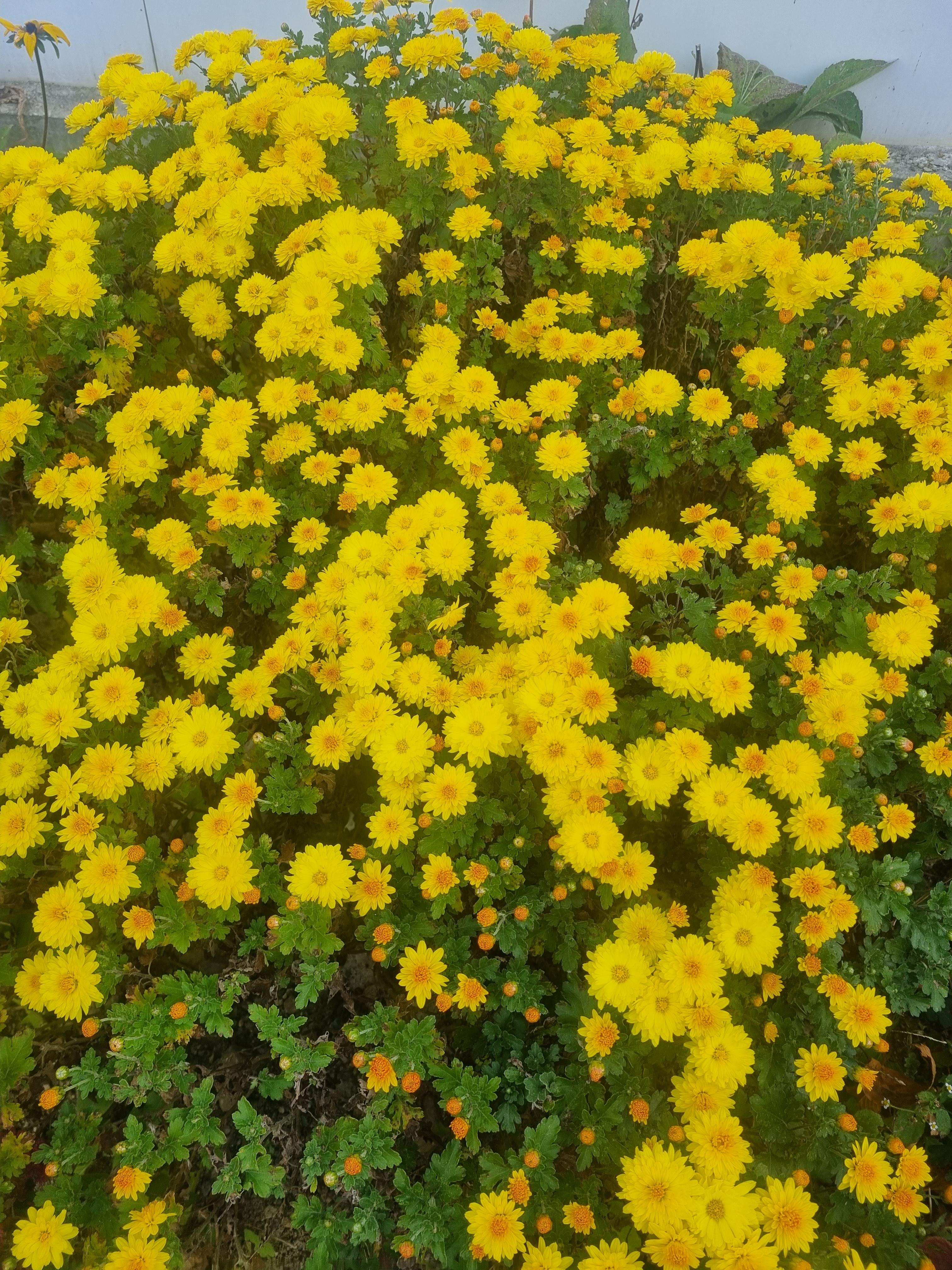 노란 국화꽃이 만개한 가을 정원의 모습