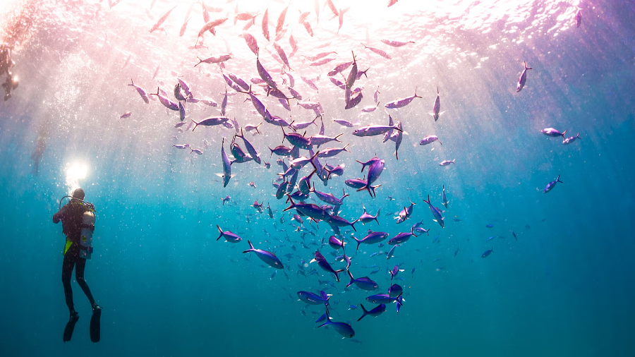 스킨스쿠버 vs 프리다이빙