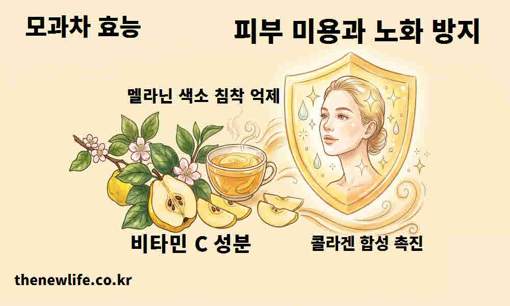 모과차 효능 피부 미용 노화 방지