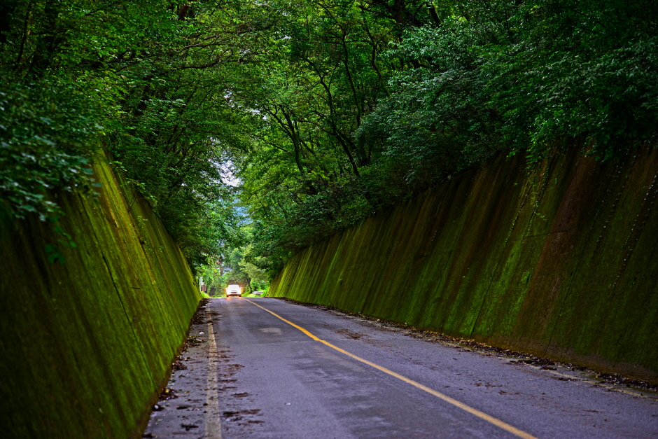 단양 이끼터널