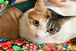 고양이