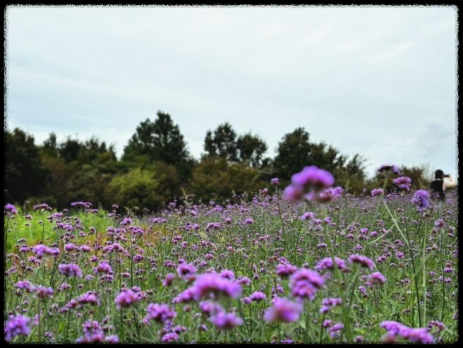 2024 드림파크 국화축제: 인천의 가을 대표 꽃 축제