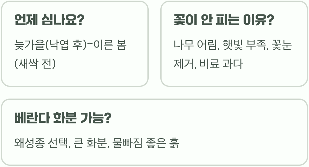 초보 정원사를 위한 벚나무 키우기 A to Z (물주기, 가지치기 총정리)