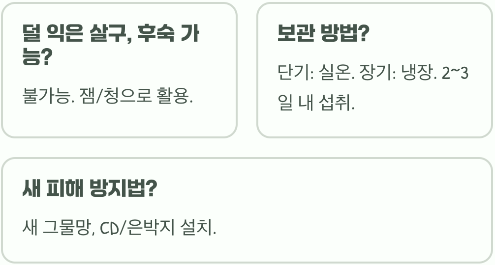 살구나무 열매 수확 시기&amp;#44; 가장 달고 맛있을 때를 알아보는 3가지 신호