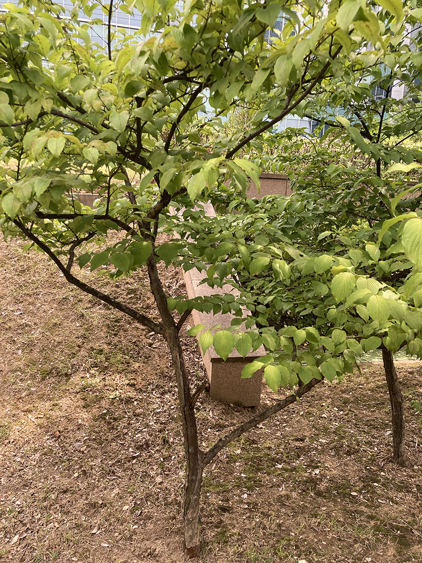 산수유