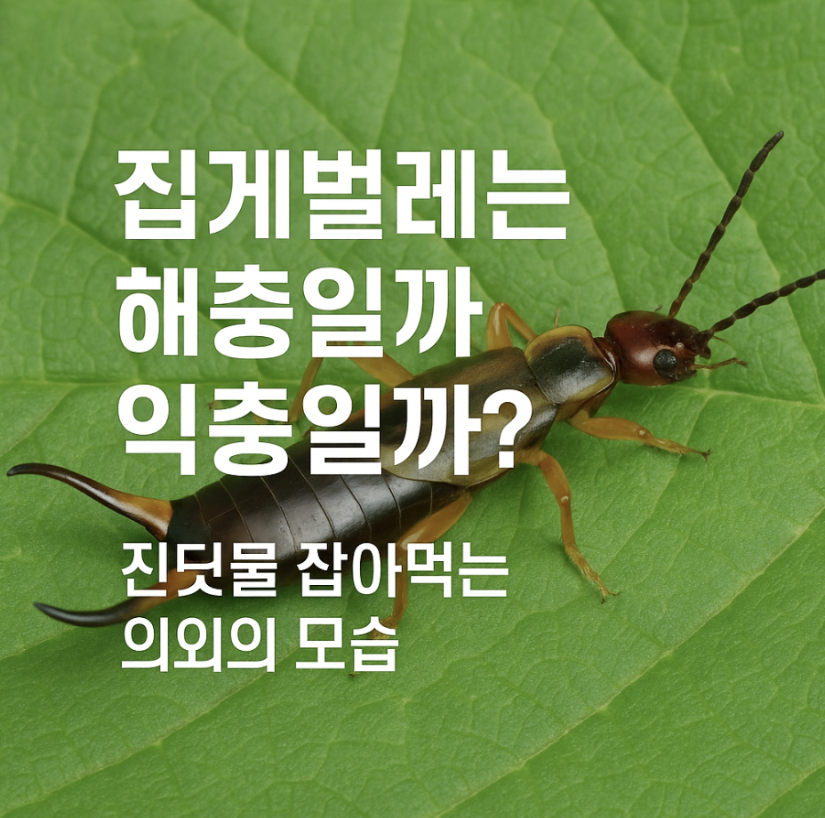 집게벌레는 해충일까 익충일까? 진딧물 잡아먹는 의외의 모습