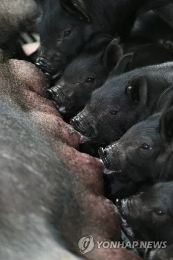 제주 흑돼지 거리 추천 고기집과 대기시간 정보_3
