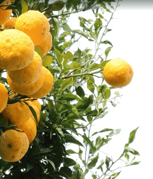 유자 열매 여러 개가 나무에 열려 있다