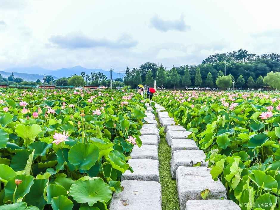연꽃테마파크