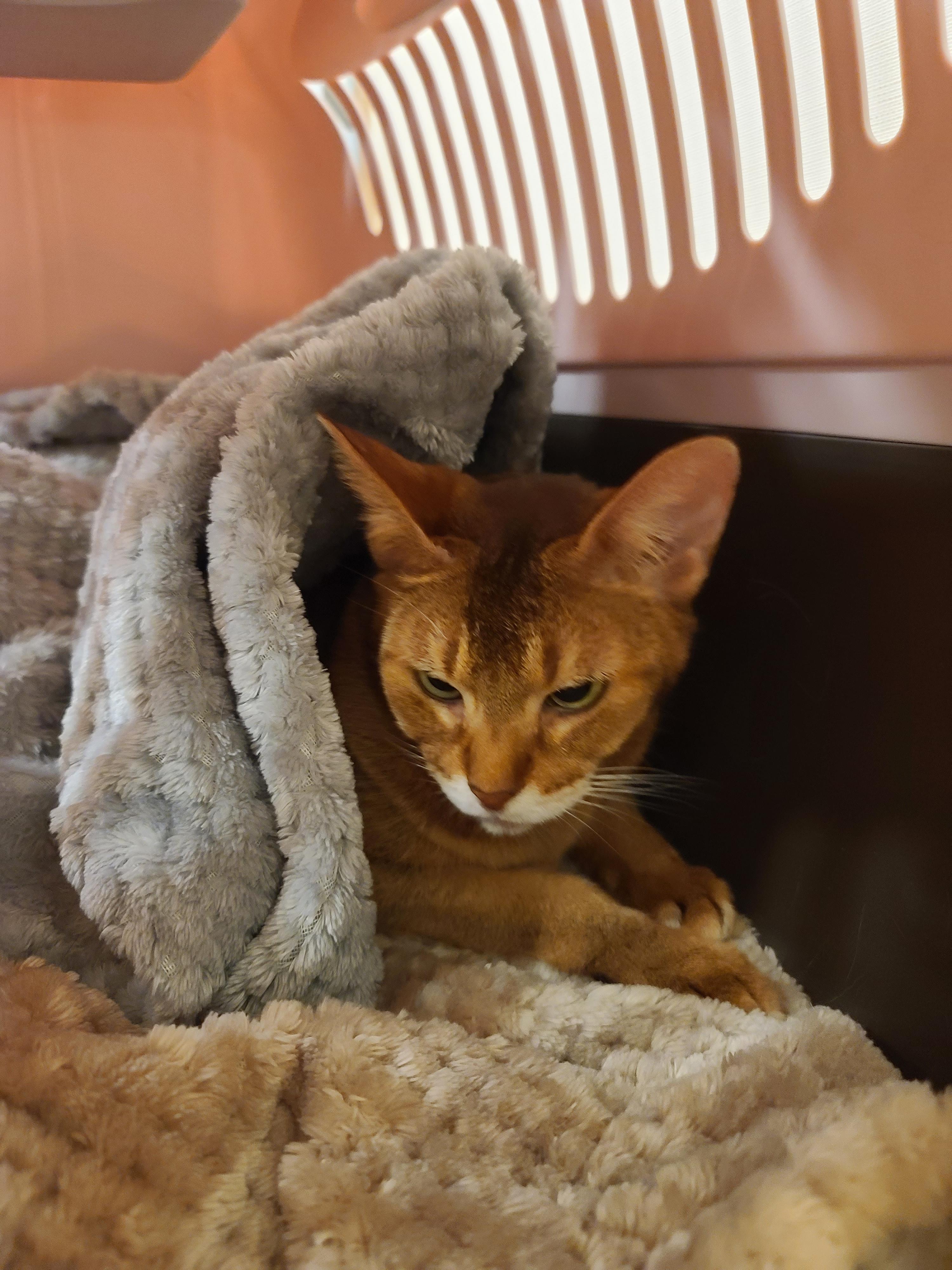 고양이의 스트레스에 관해..(루디는 결국 또 병원행)