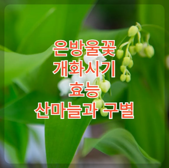 은방울꽃