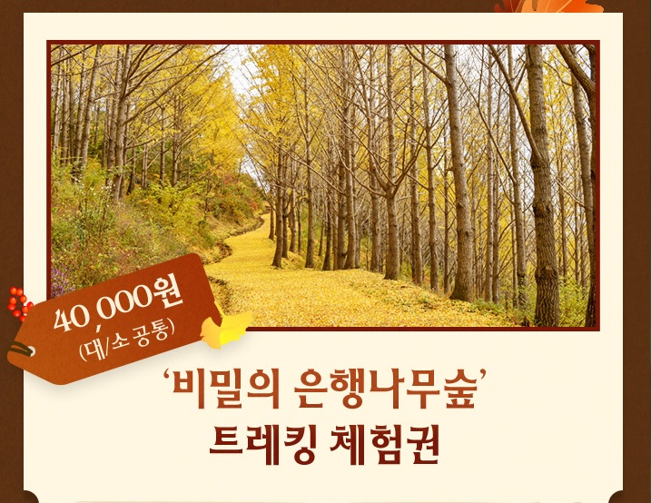 에버랜드 비밀의 은행나무 숲 트레킹 체험권