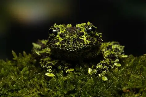 이끼개구리