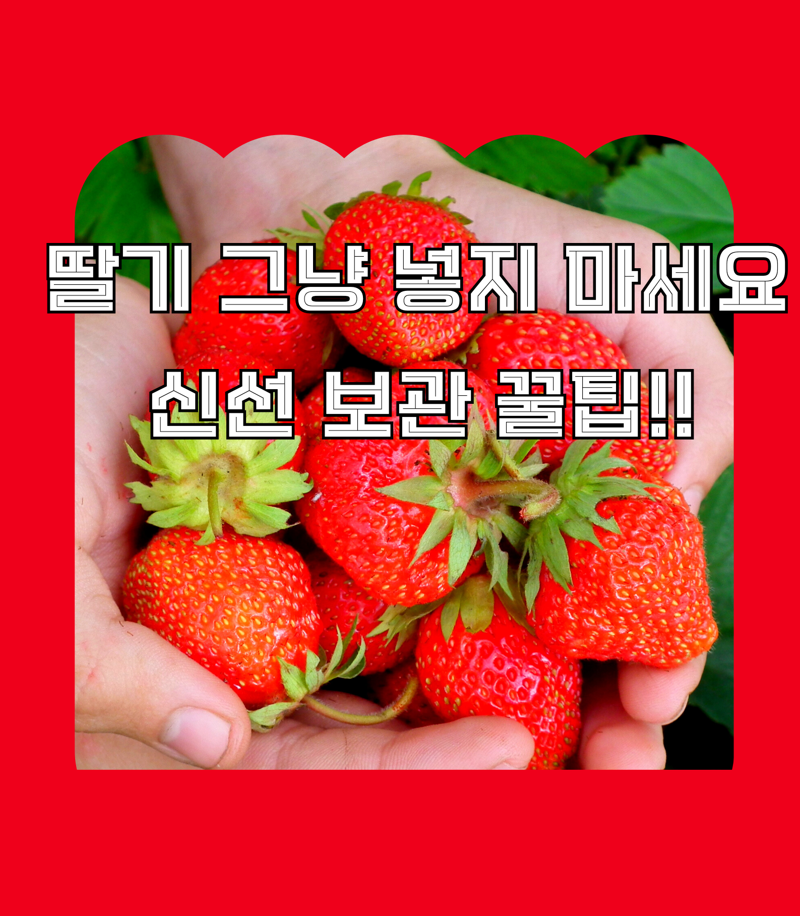 딸기 냉장고 보관 꿀팁
