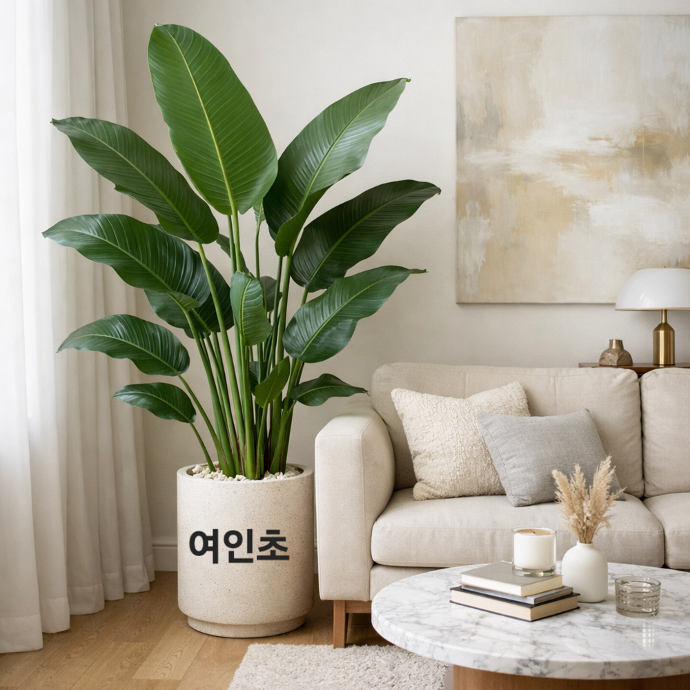 거실 소파 옆에 놓인 여인초 화분으로 완성한 세련된 인테리어 공간