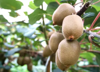 키위 가격 및 효능&amp;#44; 영양성분과 주의점