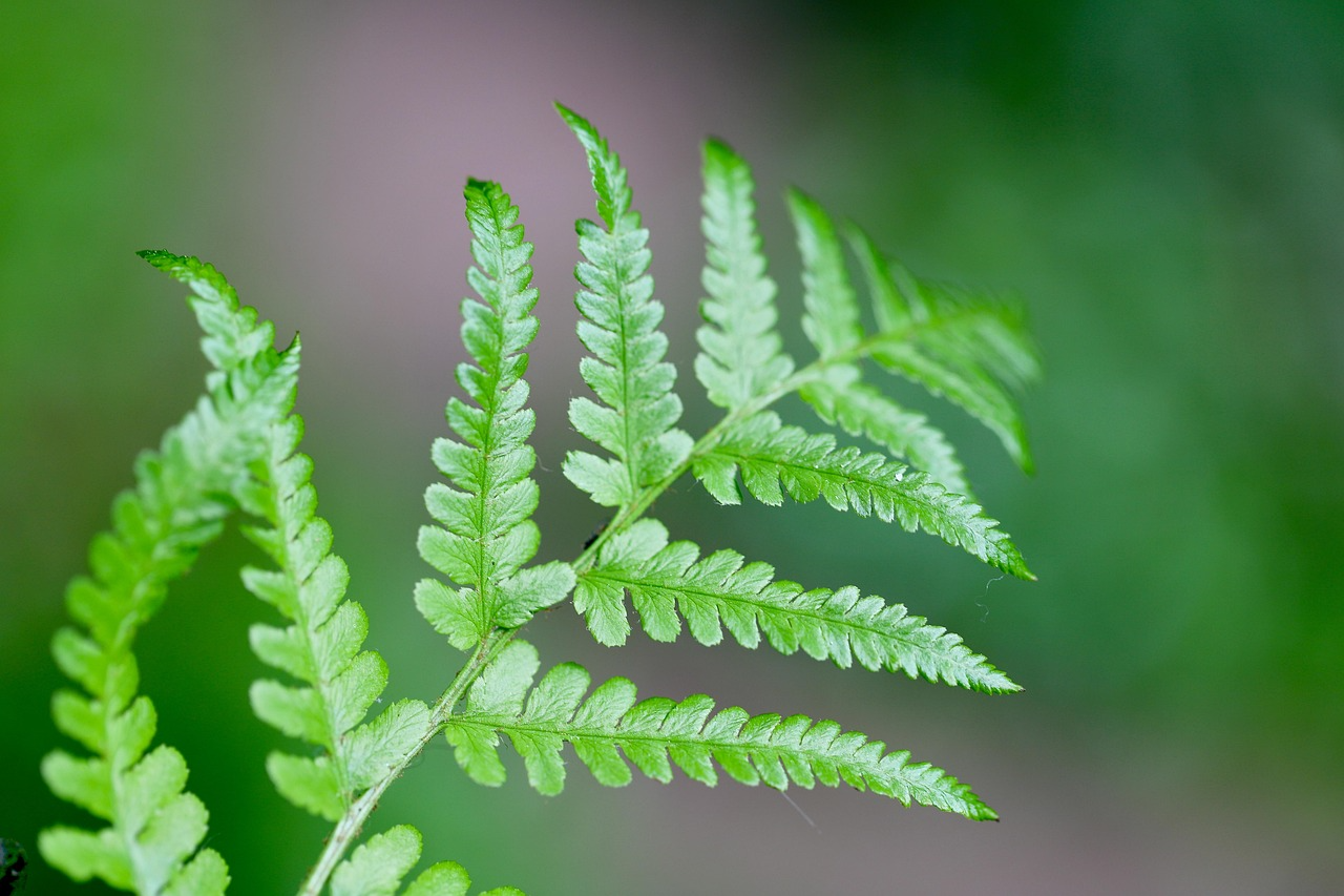 고사리 번식 방법 제대로 하는법 실패 없는 관리 노하우