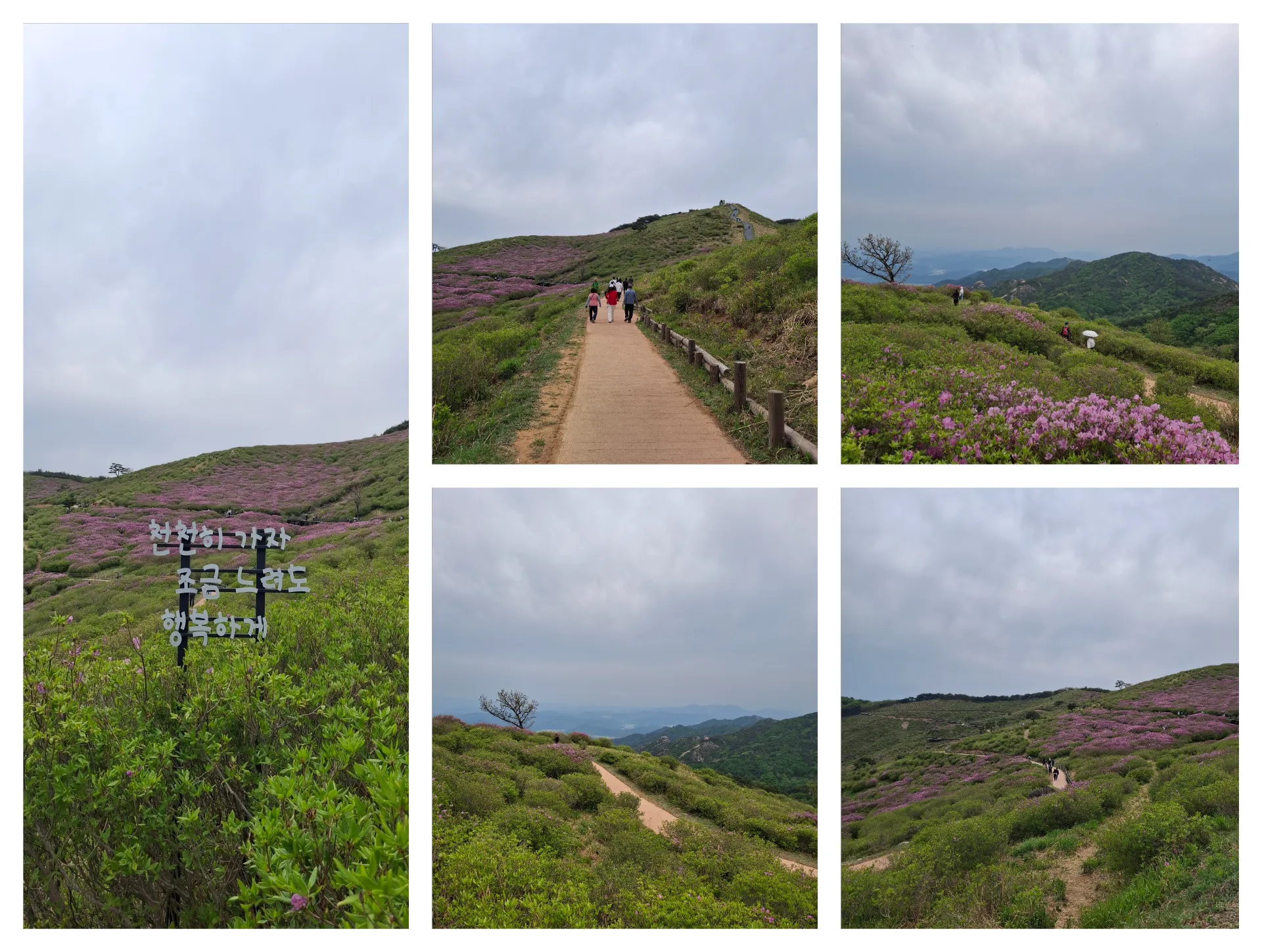 봄 황매산