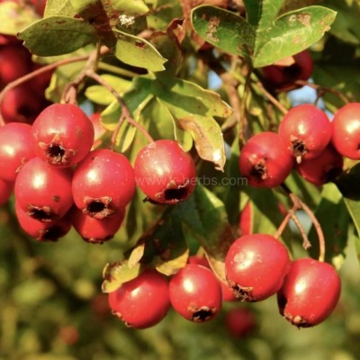 재배중인 산사( 山楂 ,Hawthorn)